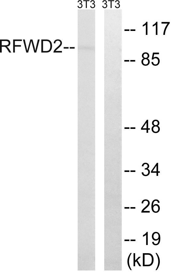 RFWD2 / COP1 Antibody - Western blot analysis of extracts from 3T3 cells, using RFWD2 (Ab-387) antibody.