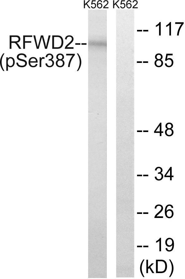 RFWD2 / COP1 Antibody - Western blot analysis of extracts from K562 cells, treated with UV (15mins), using RFWD2 (Phospho-Ser387) antibody.