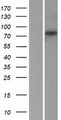 RFWD2 / COP1 Protein - Western validation with an anti-DDK antibody * L: Control HEK293 lysate R: Over-expression lysate