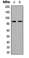 RFWD3 Antibody - Western blot analysis of RFWD3 expression in HeLa (A); HepG2 (B) whole cell lysates.