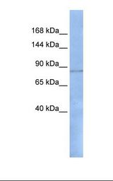 RFX / RFX1 Antibody - 293T cell lysate. Antibody concentration: 1.0 ug/ml. Gel concentration: 6-18%.  This image was taken for the unconjugated form of this product. Other forms have not been tested.