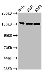 RFX / RFX1 Antibody - Positive Western Blot detected in Hela whole cell lysate, 293T whole cell lysate, K562 whole cell lysate. All lanes: RFX1 antibody at 3 µg/ml Secondary Goat polyclonal to rabbit IgG at 1/50000 dilution. Predicted band size: 105 KDa. Observed band size: 105 KDa