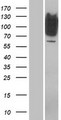 RFX / RFX1 Protein - Western validation with an anti-DDK antibody * L: Control HEK293 lysate R: Over-expression lysate