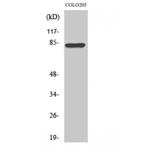 RFX3 Antibody - Western blot of RFX3 antibody