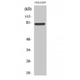 RFX3 Antibody - Western blot of RFX3 antibody