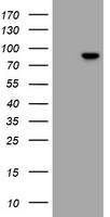 RFX3 Antibody - HEK293T cells were transfected with the pCMV6-ENTRY control (Left lane) or pCMV6-ENTRY RFX3 (Right lane) cDNA for 48 hrs and lysed. Equivalent amounts of cell lysates (5 ug per lane) were separated by SDS-PAGE and immunoblotted with anti-RFX3.