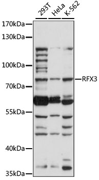 RFX3 Antibody - Western blot analysis of extracts of various cell lines, using RFX3 antibody at 1:1000 dilution. The secondary antibody used was an HRP Goat Anti-Rabbit IgG (H+L) at 1:10000 dilution. Lysates were loaded 25ug per lane and 3% nonfat dry milk in TBST was used for blocking. An ECL Kit was used for detection and the exposure time was 90s.