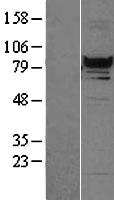 RFX3 Protein - Western validation with an anti-DDK antibody * L: Control HEK293 lysate R: Over-expression lysate
