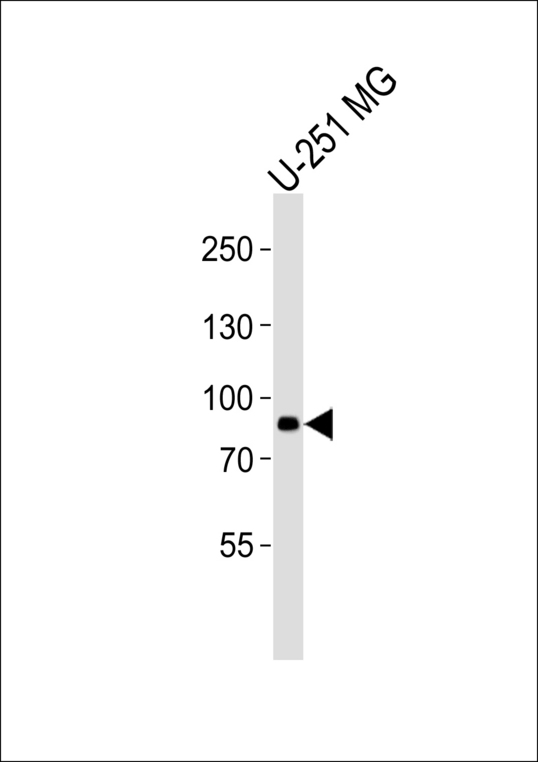RFX4 Antibody - Western blot of lysate from U-251 MG cell line with (DANRE) rfx4 Antibody. Antibody was diluted at 1:1000. A goat anti-rabbit IgG H&L (HRP) at 1:5000 dilution was used as the secondary antibody. Lysate at 35 ug.