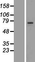 RFX4 Protein - Western validation with an anti-DDK antibody * L: Control HEK293 lysate R: Over-expression lysate