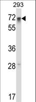RFX5 Antibody - RFX5 Antibody western blot of 293 cell line lysates (35 ug/lane). The RFX5 antibody detected the RFX5 protein (arrow).