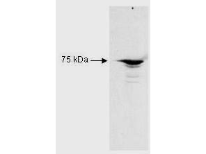 RFX5 Antibody - Western blot of Rabbit Anti-RFX5 antibody. Lane 1: Raji B cell nuclear extract lysates. Lane 2: none. Load: 35 ug per lane. Primary antibody: RFX5 antibody at 1:2,500 for overnight at 4C. Secondary antibody: HRP Goat-a-Rabbit IgG secondary antibody at 1:5000 for 45 min at RT. Block: 5% BLOTTO overnight at 4C. Predicted/Observed size: 65.3 kDa, 72 kDa for RFX5. Other band(s): none.