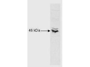RFX5 Antibody - Western Blot of Rabbit Anti-RFX5 antibody. Lane 1: nuclear extract lysates. Load: 10µg per lane. Primary antibody: RFX5 antibody at 1:1000 for overnight at 4°C. Secondary antibody: HRP Goat-a-Rabbit IgG secondary antibody at 1:5,000 for 45 min at RT.