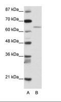 RFX5 Antibody - A: Marker, B: Transfected 293T Cell Lysate.  This image was taken for the unconjugated form of this product. Other forms have not been tested.