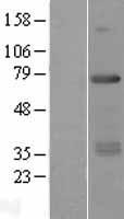 RFX5 Protein - Western validation with an anti-DDK antibody * L: Control HEK293 lysate R: Over-expression lysate