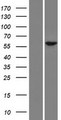 RFX8 Protein - Western validation with an anti-DDK antibody * L: Control HEK293 lysate R: Over-expression lysate