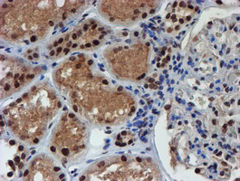 RFXANK Antibody - IHC of paraffin-embedded Human Kidney tissue using anti-RFXANK mouse monoclonal antibody.