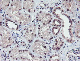 RFXANK Antibody - IHC of paraffin-embedded Human Kidney tissue using anti-RFXANK mouse monoclonal antibody.