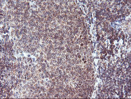 RFXANK Antibody - IHC of paraffin-embedded Human tonsil using anti-RFXANK mouse monoclonal antibody.