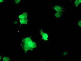 RFXANK Antibody - Anti-RFXANK mouse monoclonal antibody immunofluorescent staining of COS7 cells transiently transfected by pCMV6-ENTRY RFXANK.