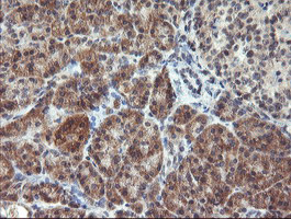 RFXANK Antibody - IHC of paraffin-embedded Human pancreas tissue using anti-RFXANK mouse monoclonal antibody. (Heat-induced epitope retrieval by 10mM citric buffer, pH6.0, 100C for 10min).