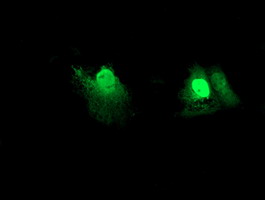 RFXANK Antibody - Anti-RFXANK mouse monoclonal antibody immunofluorescent staining of COS7 cells transiently transfected by pCMV6-ENTRY RFXANK.