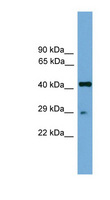 RFXAP Antibody - RFXAP antibody Western blot of Mouse Muscle lysate. This image was taken for the unconjugated form of this product. Other forms have not been tested.
