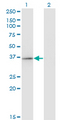 RFXAP Antibody - Western Blot analysis of RFXAP expression in transfected 293T cell line by RFXAP monoclonal antibody (M01), clone 1B5.Lane 1: RFXAP transfected lysate (Predicted MW: 28.3 KDa).Lane 2: Non-transfected lysate.