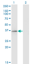 RFXAP Antibody - Western Blot analysis of RFXAP expression in transfected 293T cell line by RFXAP monoclonal antibody (M01), clone 1B5.Lane 1: RFXAP transfected lysate (Predicted MW: 28.3 KDa).Lane 2: Non-transfected lysate.