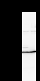 RFXAP Antibody - Detection of RFXAP by Western blot. Samples: Whole cell lysate from human A2058 (H, 50 ug) and mouse NIH3T3 (M, 50 ug) cells. Predicted molecular weight: 28 kDa