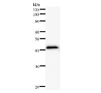 RFXAP Antibody - Western blot analysis of immunized recombinant protein, using anti-RFXAP monoclonal antibody.