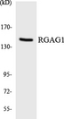 RGAG1 Antibody - Western blot analysis of the lysates from HT-29 cells using RGAG1 antibody.