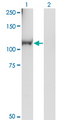 RGL1 / RGL Antibody - Western blot of RGL1 expression in transfected 293T cell line by RGL1 monoclonal antibody (M01), clone 2D10.