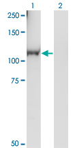 RGL1 / RGL Antibody - Western blot of RGL1 expression in transfected 293T cell line by RGL1 monoclonal antibody (M01), clone 2D10.