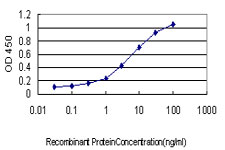 RGL1 / RGL Antibody - Detection limit for recombinant GST tagged RGL1 is approximately 0.1 ng/ml as a capture antibody.