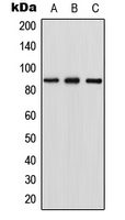 RGL1 / RGL Antibody - Western blot analysis of RGL1 expression in HEK293T (A); NIH3T3 (B); PC12 (C) whole cell lysates.