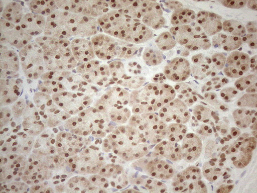RGL2 Antibody - Immunohistochemical staining of paraffin-embedded Human pancreas tissue using anti-RGL2 mouse monoclonal antibody. (Heat-induced epitope retrieval by 1mM EDTA in 10mM Tris buffer. (pH8.5) at 120°C for 3 min. (1:150)