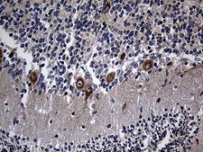 RGMA Antibody - Immunohistochemical staining of paraffin-embedded Human embryonic cerebellum within the normal limits using anti-RGMA mouse monoclonal antibody. (Heat-induced epitope retrieval by 1mM EDTA in 10mM Tris buffer. (pH8.5) at 120 oC for 3 min. (1:250)