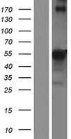 RGMA Protein - Western validation with an anti-DDK antibody * L: Control HEK293 lysate R: Over-expression lysate