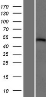 RGMA Protein - Western validation with an anti-DDK antibody * L: Control HEK293 lysate R: Over-expression lysate