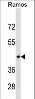 RGMB Antibody - RGMB Antibody western blot of Ramos cell line lysates (35 ug/lane). The RGMB antibody detected the RGMB protein (arrow).