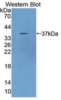 RGN / Regucalcin Antibody - Western blot of RC / Regucalcin antibody.