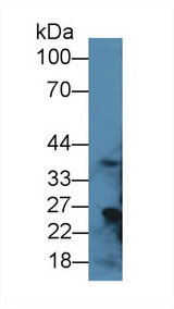 RGN / Regucalcin Antibody - Western Blot; Sample: Rat Liver lysate; Primary Ab: 1µg/ml Rabbit Anti-Rat RGN Antibody Second Ab: 0.2µg/mL HRP-Linked Caprine Anti-Rabbit IgG Polyclonal Antibody