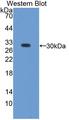 RGN / Regucalcin Antibody - Western blot of RC / Regucalcin antibody.