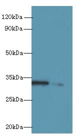 RGN / Regucalcin Antibody - Western blot. All lanes: Rgn antibody at 8 ug/ml. Lane 1: A549 whole cell lysate. Lane 2: HCT116 whole cell lysate. Secondary Goat polyclonal to Rabbit IgG at 1:10000 dilution. Predicted band size: 33 kDa. Observed band size: 33 kDa.
