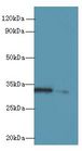 RGN / Regucalcin Antibody - Western blot. All lanes: Rgn antibody at 8 ug/ml. Lane 1: A549 whole cell lysate. Lane 2: HCT116 whole cell lysate. Secondary Goat polyclonal to Rabbit IgG at 1:10000 dilution. Predicted band size: 33 kDa. Observed band size: 33 kDa.