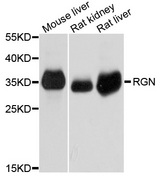 RGN / Regucalcin Antibody - Western blot analysis of extracts of various cells.