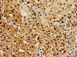 RGN / Regucalcin Antibody - Immunohistochemistry image of paraffin-embedded human adrenal gland tissue at a dilution of 1:100