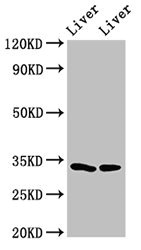 RGN / Regucalcin Antibody - Positive Western Blot detected in Rat liver tissue, Mouse liver tissue. All lanes: RGN antibody at 3 µg/ml Secondary Goat polyclonal to rabbit IgG at 1/50000 dilution. Predicted band size: 34, 25 KDa. Observed band size: 34 KDa