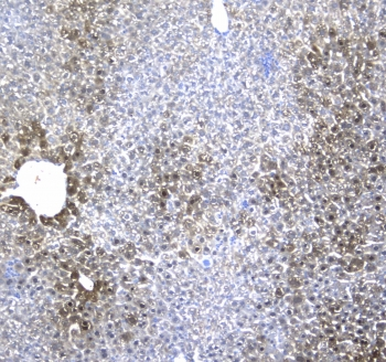 RGN / Regucalcin Antibody - IHC testing of FFPE mouse liver tissue with IRF7 antibody at 1ug/ml. Required HIER: steam section in pH6 citrate buffer for 20 min and allow to cool prior to staining.